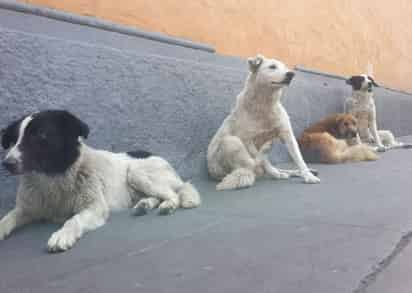 Los perros le dieron muerte al joven de 22 años. (ARCHIVO)