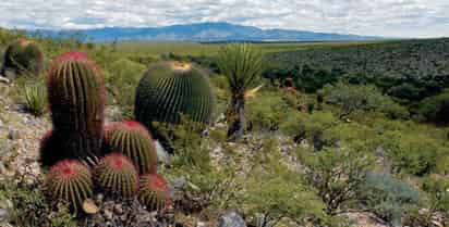 Flora. En lugares como Mapimí, se cuenta con diversas especies de flora y fauna.