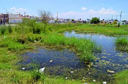 Riesgos. El terreno inundado en Campo Nuevo Zaragoza concentra gran cantidad de fauna nociva a la zona. (Roberto Iturriaga)