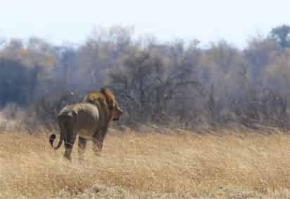 Quinn Swales murió protegiendo a su grupo en el Parque Nacional Hwange. (Archivo)