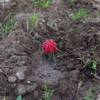 Los riesgos más significativos que afrontan los cactus son la apropiación de tierras para la agricultura y la acuicultura, su utilización industrial, así como el desarrollo residencial y comercial de zonas donde proliferan esas especies. (ARCHIVO)