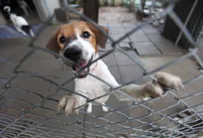 El estudio recuerda que tras más de 15,000 años de historia y evolución, la mayoría de las razas modernas de perro tienen menos de 200 años y proceden de variantes europeas. (ARCHIVO)