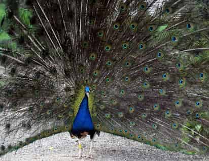 En muchas especies de aves se aprecia que el plumaje de los machos es más brillante y colorido que el de las hembras, que por contraste es más oscuro u opaco. (ARCHIVO)