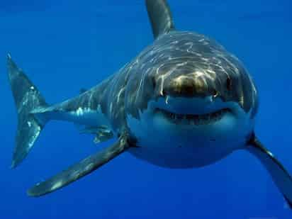 Un turista originario del estado brasileño de Paraná fue atacado por un tiburón, que le arrancó la mano y parte del brazo, mientras buceaba a pocos metros de la Playa del Sudeste.