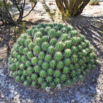 Los cactus son una destacada fuente de alimento y agua para varias especies de vida silvestre como venados, ratas de bosque, conejos, coyotes, pavos, codornices, lagartijas y tortugas, los cuales actúan como dispersores de sus semillas. (ARCHIVO)