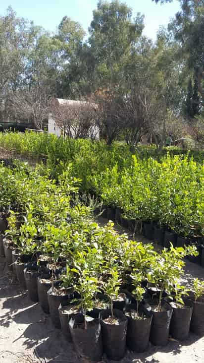 En el mes de marzo, entre el 15 y el 20 se inicia la repartición de estos árboles preparados en el vivero de Lerdo de los cuales la mitad se queda en el municipio de Lerdo. (EL SIGLO DE TORREÓN)