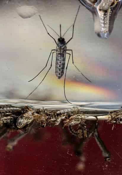 Las sociedades nacionales de la Cruz Roja en Latinoamérica y el Caribe movilizarán a su red de voluntarios en esta campaña para mostrar a la comunidades cómo remover los criaderos del mosquito y sus huevos. (ARCHIVO)