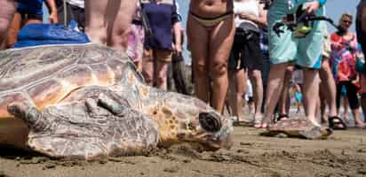 Este ejemplar de 23 kilos es el único superviviente de un grupo de tortugas bobas que vararon en enero en las costas de la isla británica de Jersey. (EFE)