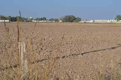 Siembra. Estiman que no se completarán ni las dos mil hectáreas de algodón este año en el campo de La Laguna de Durango. (EL SIGLO DE TORREÓN)