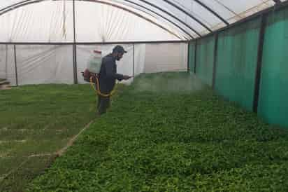 Cuidados. La plántula de chile ha sido muy cuidada durante su proceso de crecimiento.