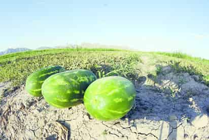 Afectaciones. Se encuentran evaluando cultivos de sandía tras la granizada del pasado domingo. (Ramón Sotomayor)