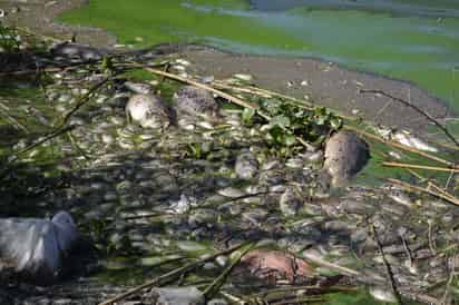 Panorama. Así se veían las orillas en una de las lagunas del Nayar: cientos de peces muertos.