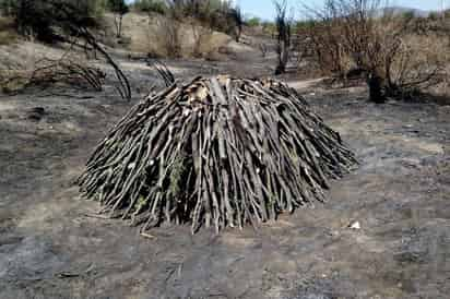 Problema. Hay comunidades en donde se han detectado grandes extensiones de monte devastadas por los taladores ilegales. (MARY VÁZQUEZ)