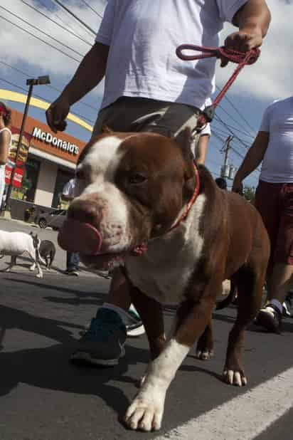 Adopciones. En general, Prevención Social tiene a su cargo a 40 perros de distintas razas. 