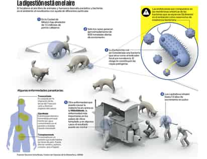 Fecalismo canino, otro problema de contaminación desbordada