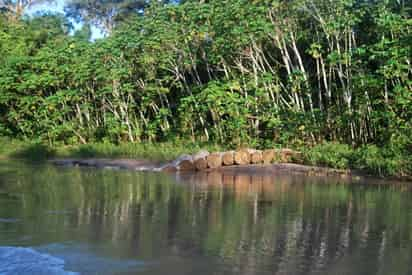 Los resultados sugieren que el aumento de la interdependencia de muchos países con los suministros de las regiones tropicales puede suponer un riesgo económico. (ARCHIVO)