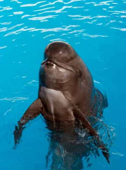 Las ballenas piloto hembra a menudo alcanzan los 60 años de edad en libertad y se cree que Bubbles era la más vieja de su especie en cautiverio, dijo el parque. (ARCHIVO)
