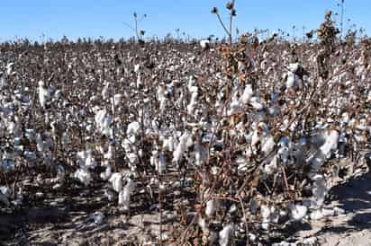 Trabajos. Muchos campesinos no tumban los residuos que deja el cultivo de algodón y propicia la proliferación de plagas. (ARCHIVO)