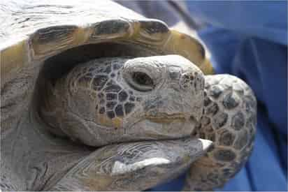 En el año 2014, se registró una gran mortandad de tortugas en la Reserva de la Biosfera de Mapimí, así como en comunidades cercanas. (EL SIGLO DE TORREÓN) 