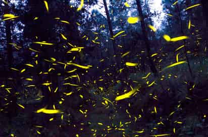 Miles de ellas iluminan un espectáculo mágico al anochecer en los antiguos bosques y reservas como el parque Piedra Canteada, a unos 75 kilómetros (45 millas) al este de la ajetreada capital de México. (ARCHIVO)