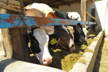 Apoyo. Con los mecanismos de protección al sector se logró una cobertura de 38.9 millones de unidades animal. 