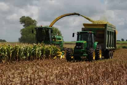 Destaca.  Los forrajes de avena, trigo, maíz y alfalfa fueron la principal producción agrícola en el ciclo agrícola 2016 en la zona.