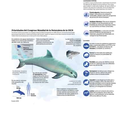 Inminente extinción de la vaquita marina