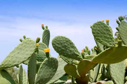 Posee numerosas propiedades nutricionales y ayudan en la producción de diferentes derivados, incluyendo un novedoso polvo para purificar agua y azúcar natural para personas con diabetes, respectivamente. (ARCHIVO)