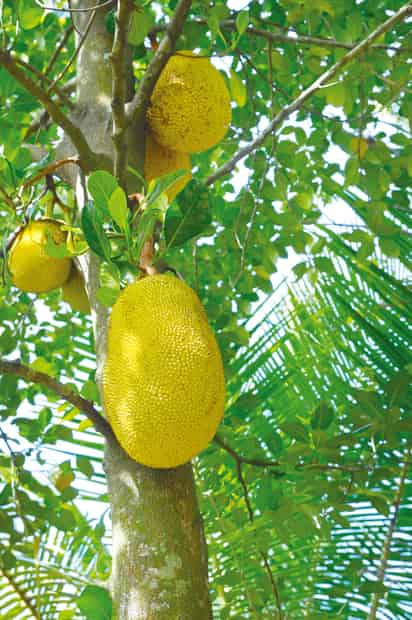 Árbol del pan (Artocarpus altilis). Foto: Archivo Siglo Nuevo