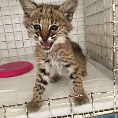 La Profepa indicó que el felino se encontraba en estado letárgico y con hipotermia, por lo que se le administraron medicamentos y fue puesto en incubadora por 48 horas. (TWITTER)

