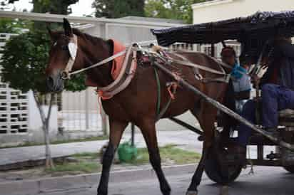 Protección. El empresario comprará los animales y los llevará a una reserva de su propiedad para darles alimento y atención. (EL SIGLO DE TORREÓN)