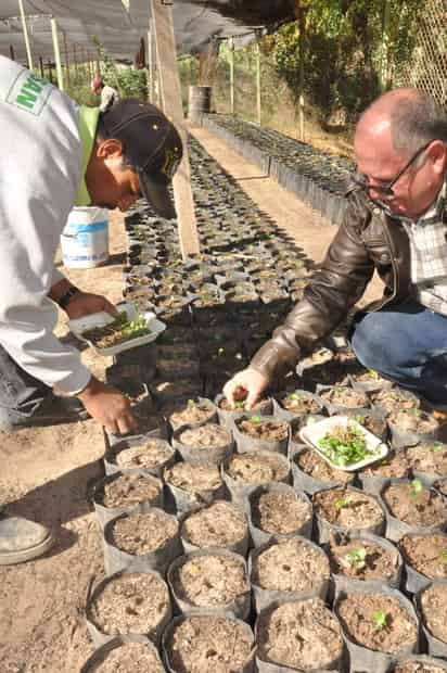 Por el momento se cuenta con dos mil plántulas de limón agrio, tres mil de limón sidra, dos mil nogales y cuatro mil de guayaba. (EL SIGLO DE TORREÓN)