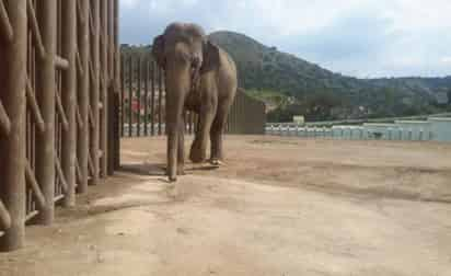 El informe aportado por la Comisión Estatal de Parques Naturales y de la Fauna (CEPANAF), que conservaba la custodia del elefante, indica que “Benny”, de 26 años de edad, murió el domingo 25 de diciembre por una insuficiencia renal crónica y su causa aún se desconoce. (ESPECIAL)