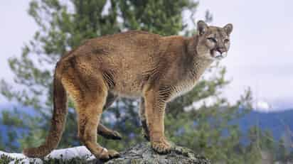 Lamentablemente el puma tuvo que ser sacrificado. (INTERNET)