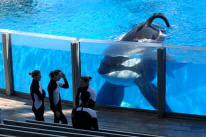 Tilikum nació en las aguas de Islandia y fue llevado al acuario Sealand of the Pacific en Canadá tras ser capturado. (AP)