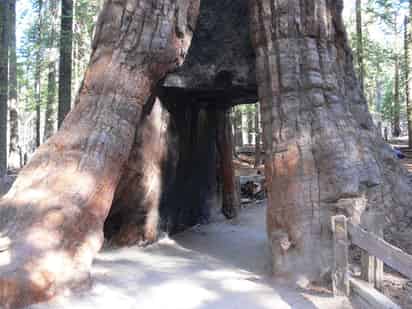 Jim Allday, voluntario del Parque Estatal Calaveras Big Trees, dijo que el árbol se vino abajo el domingo. (ARCHIVO)