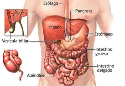 Podría proteger las bacterias beneficiosas que viven en el intestino. (INTERNET)