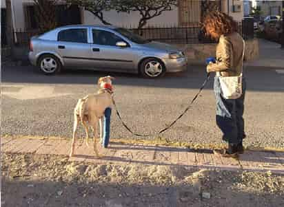 Una madre, perro, que no se dio por vencida. (INTERNET)