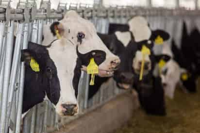 Explicó que el aretado es un sistema de identificación individual de los animales, con lo que el hato estará debidamente registrado. (EL SIGLO DE TORREÓN)