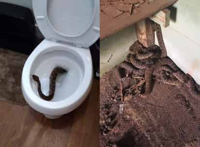 Todo comenzó cuando se encontraron a la serpiente asomándose desde la taza de baño. (INTERNET)