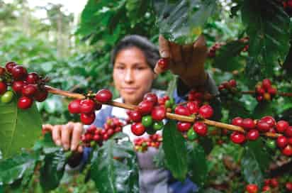 Foto: FAO/Periódico El Oriente