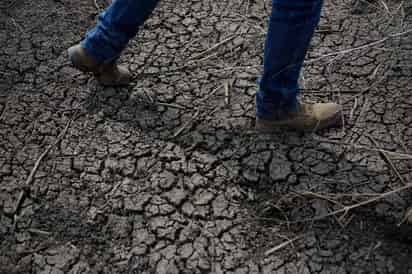 La recuperación ha sido total. Luego de años de campos amarillentos y tierra agrietada, tormentas gigantescas cubrieron la Sierra Nevada de California. (AP)