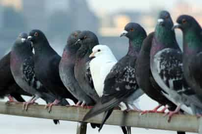 Las palomas más jóvenes tienen ojos marrón, las demás tienen ojos rojos o naranjas. (INTERNET)