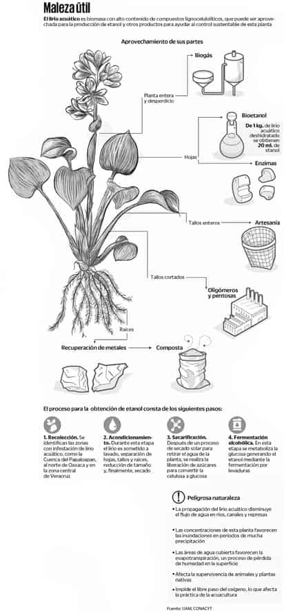 Lirio acuático, de plaga a producto sustentable