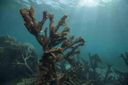 Los corales guardan información sobre los cambios ambientales que se han producido en largos períodos en los mares donde han crecido. (ARCHIVO)