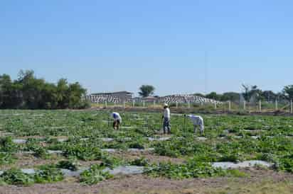 Consumo. Los agricultores utilizan la electricidad para extraer agua de sus norias y regar así los cultivos. (ARCHIVO) 