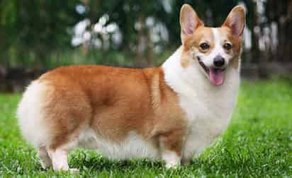 ¿Cuánto cuesta un Corgi?