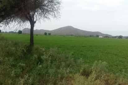 Beneficio. Las lluvias dan beneficios al campo.