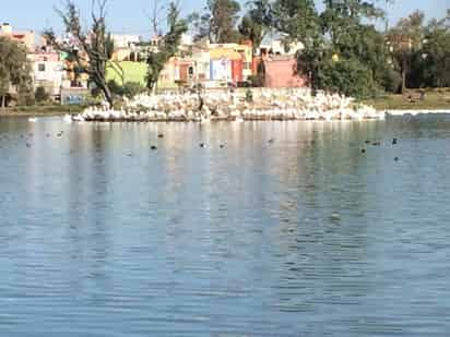 Rescate. La Laguna de Axotlán es casa de varias aves.