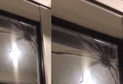 Encuentran araña gigante en vivienda de Australia